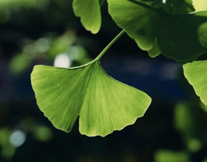 ginkgo biloba benefits